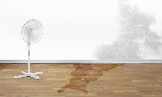Best Water damage cleanup near me  in Weirton, WV